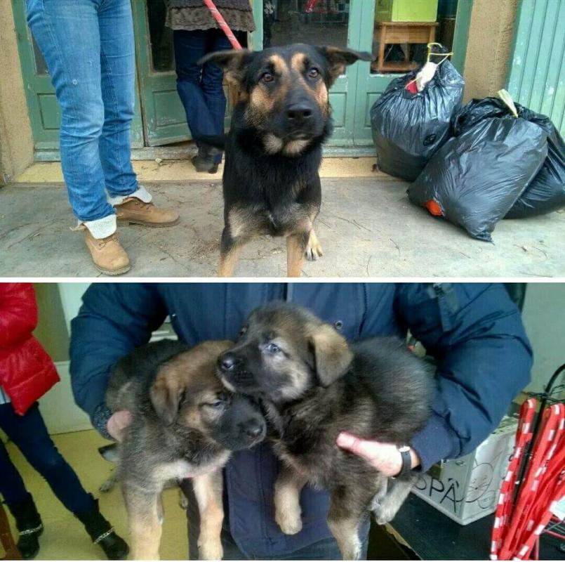 chienne trouvée à Eyguières