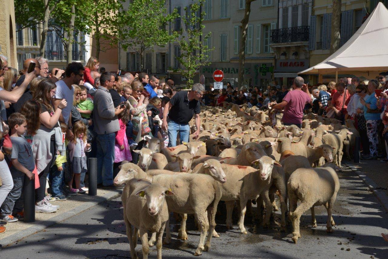 La transhumance salon de provence