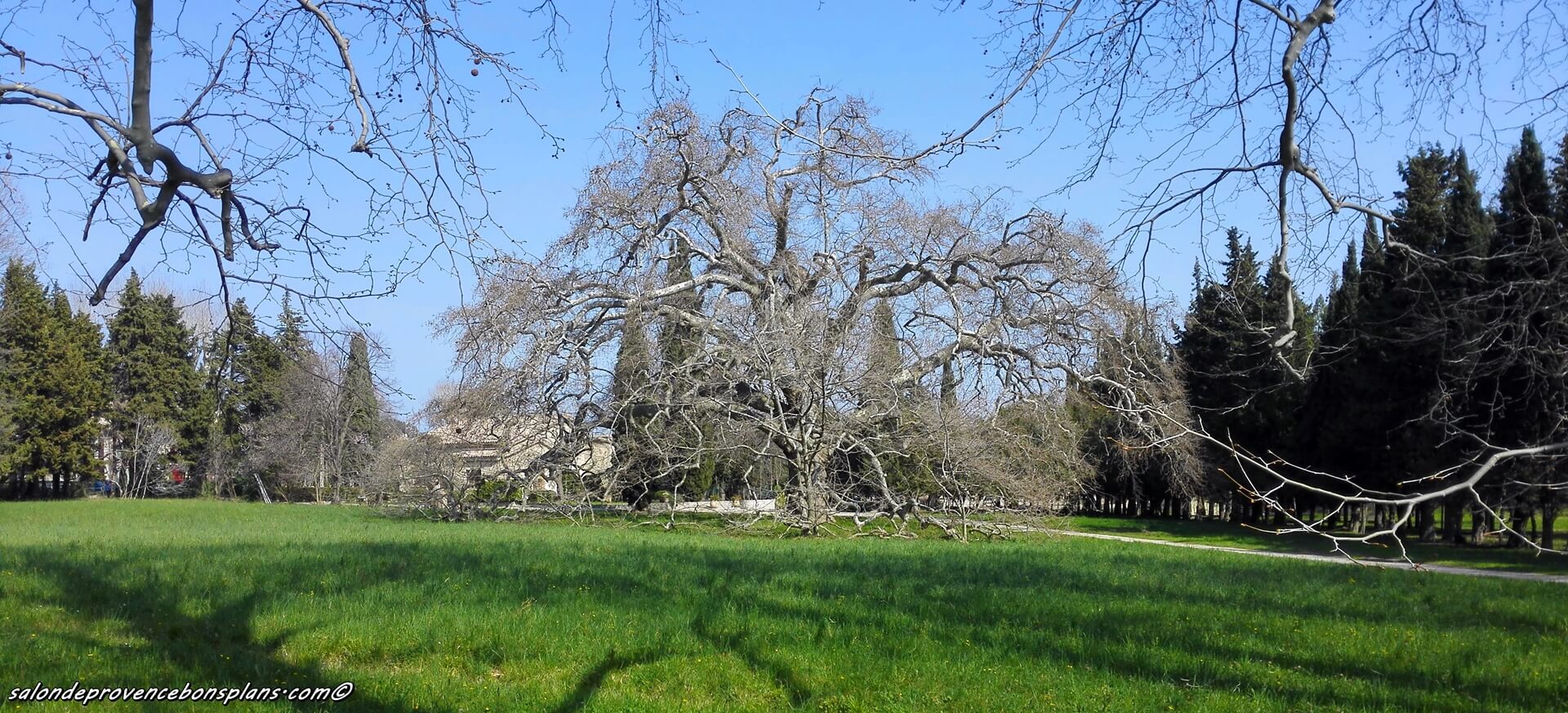 Platane geant de lamanon