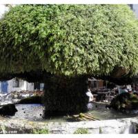 fontaine-moussue-salon-de-provence (2)