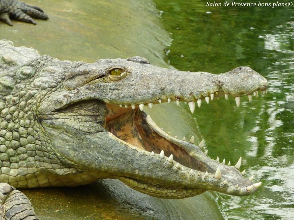 La ferme aux crocodiles 3