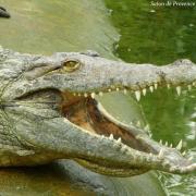 La ferme aux crocodiles 3