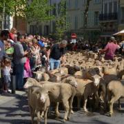 La transhumance salon de provence