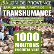 Transhumance salon de provence